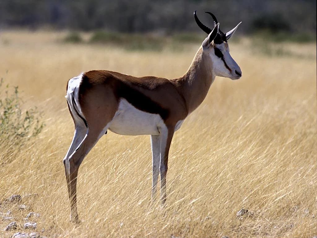 Springbuck