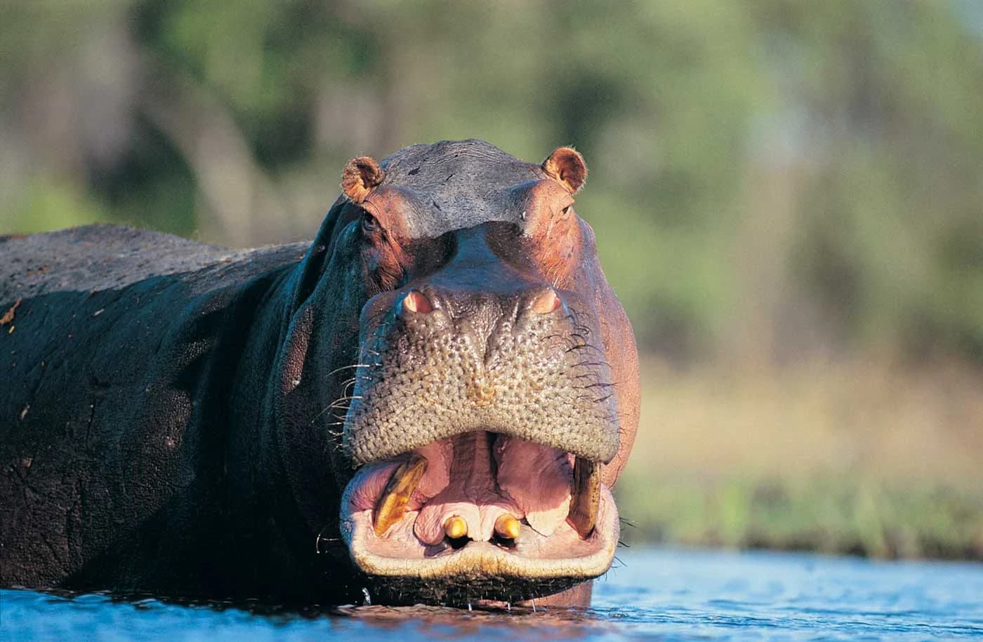 Hippopotamus