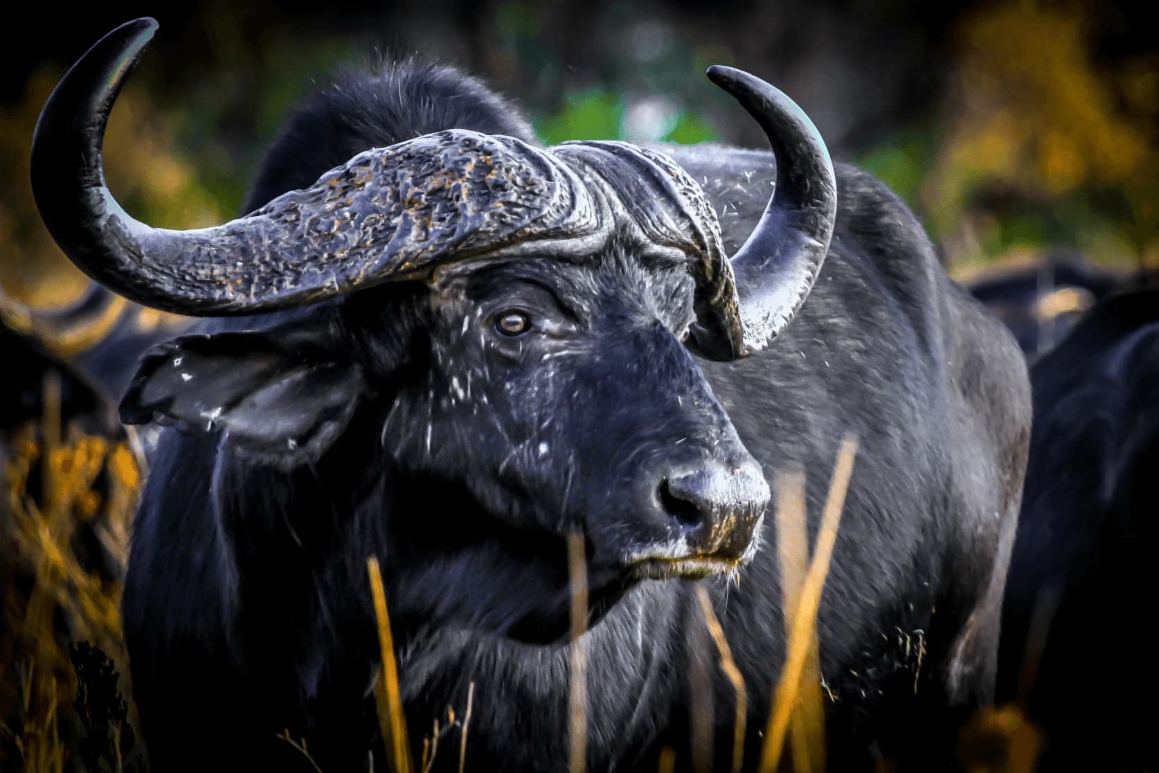 Cape Buffalo