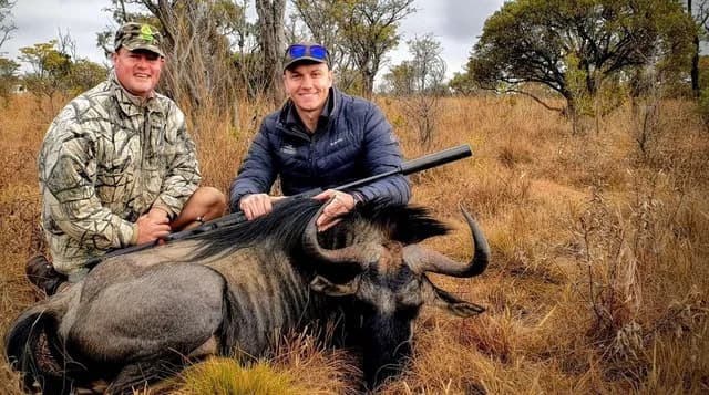Blue Wildebeest Tracking Stalk Through Acacia Encampment
