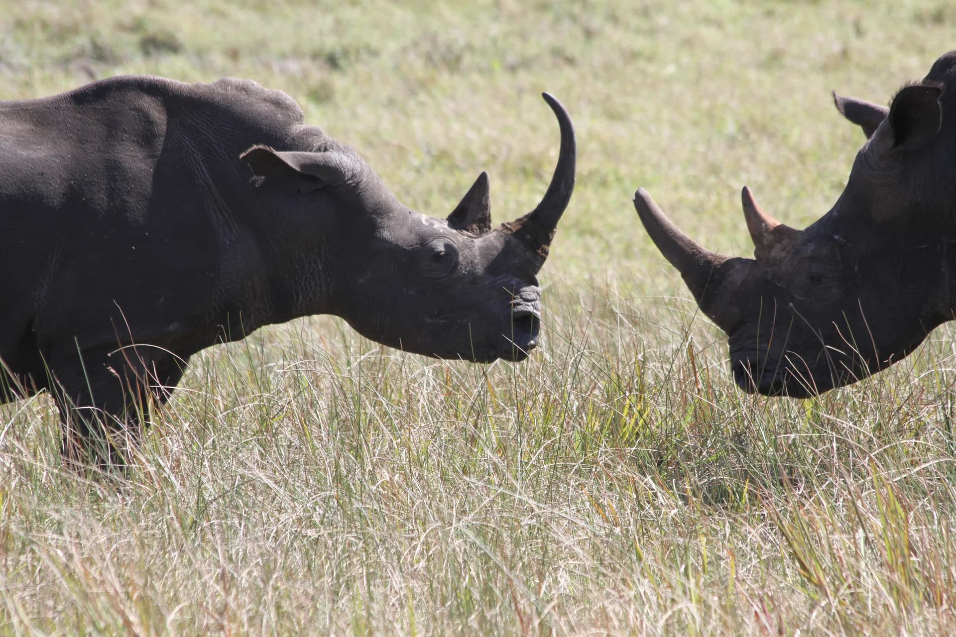 White Rhino Conservation in Southern African Bushveld