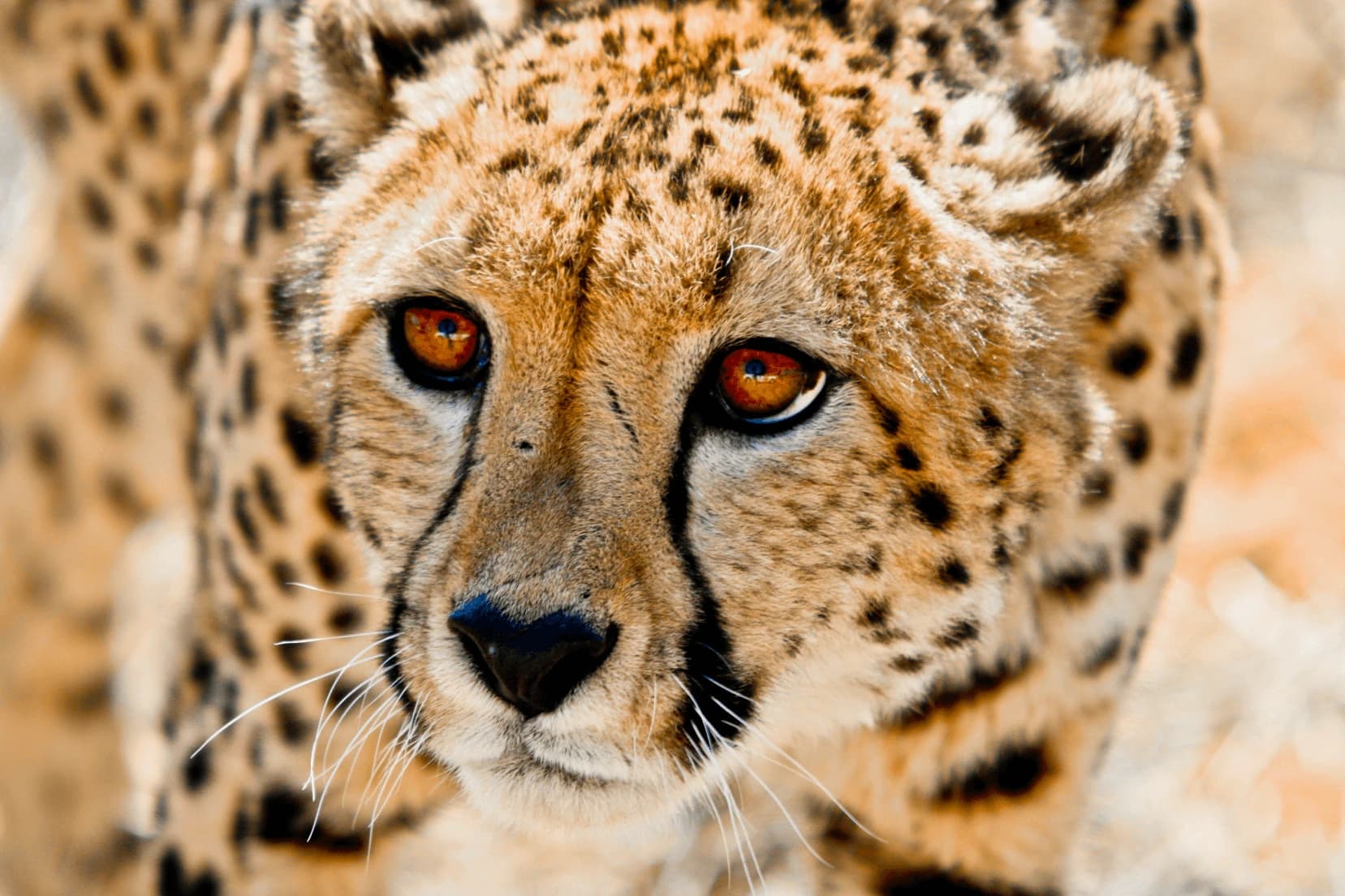 South African wilderness hunting and safari reserve