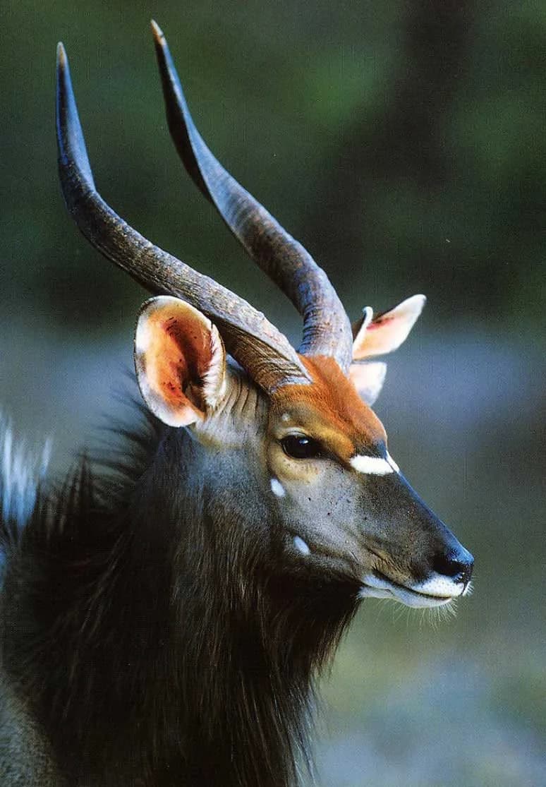 Nyala