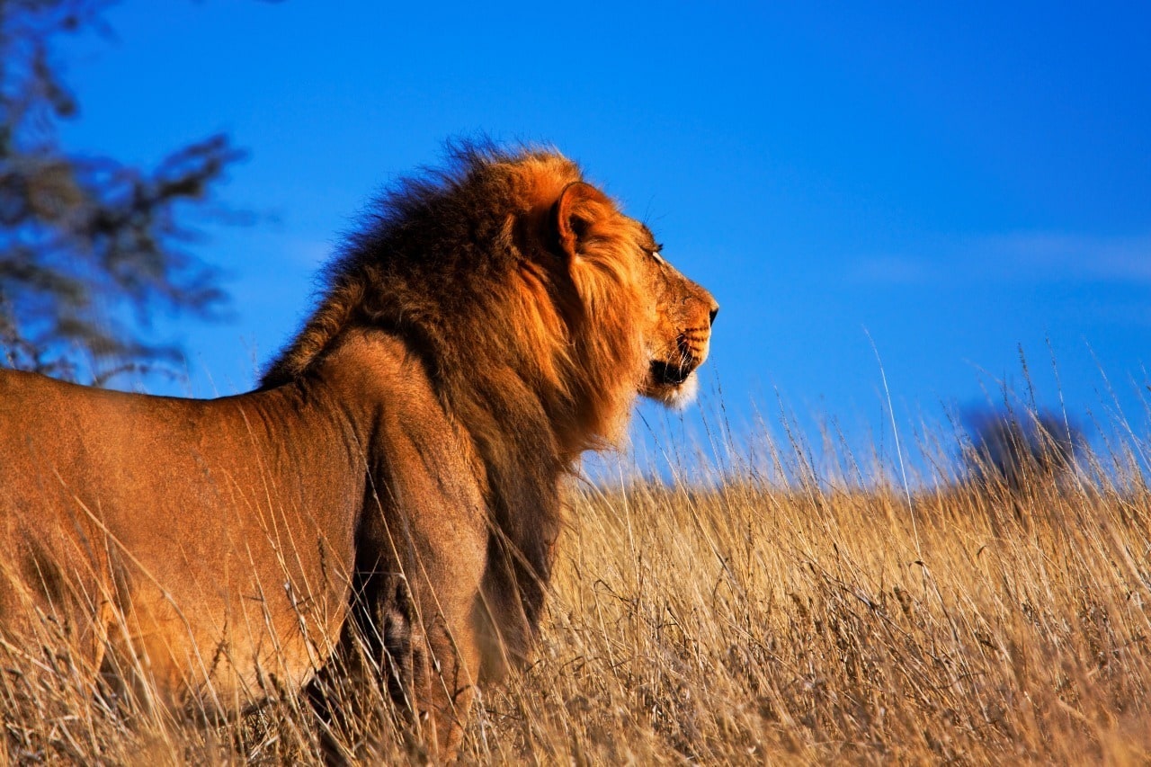Kampvuur Safaris African Wilderness