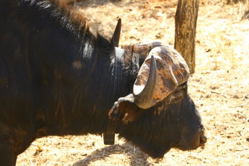 Dangerous Game Telemetry · Cape Buffalo Bull