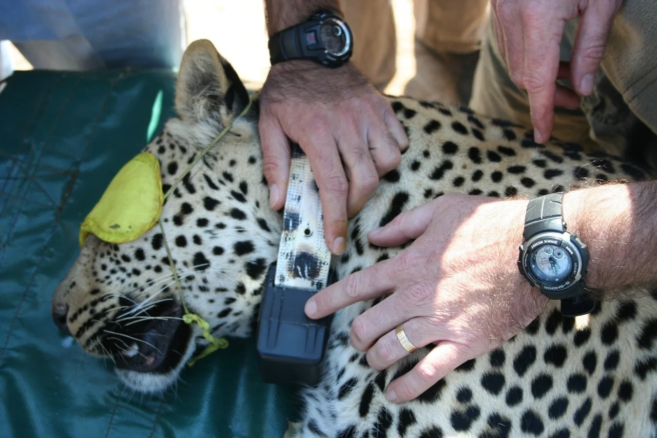 Veterinary Intervention · Leopard Collaring Procedure